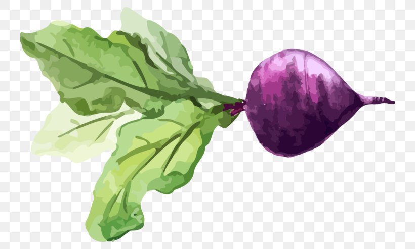 Chard Turnip Watercolor Painting Vegetable Food, PNG, 740x493px, Chard, Color, Flower, Food, Health Download Free
