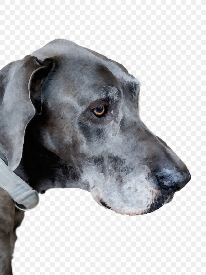 Great Dane Plott Hound Old Danish Pointer Pointer Snout, PNG, 1200x1600px, Watercolor, Biology, Breed, Dog, Great Dane Download Free