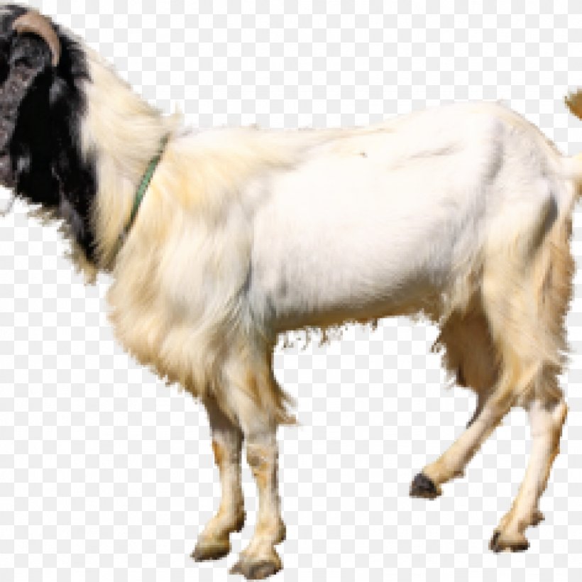 Jamnapari Goat Aqiqah Livestock Goat Farming Qurbani, PNG, 1024x1024px, Jamnapari Goat, Animal, Animal Husbandry, Aqiqah, Baka Download Free