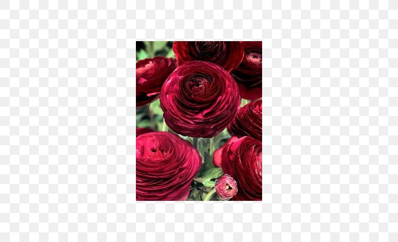 Ranunculus Asiaticus Flower Color Purple Garden Roses, PNG, 500x500px, Ranunculus Asiaticus, Burgundy, Buttercup, Color, Cut Flowers Download Free