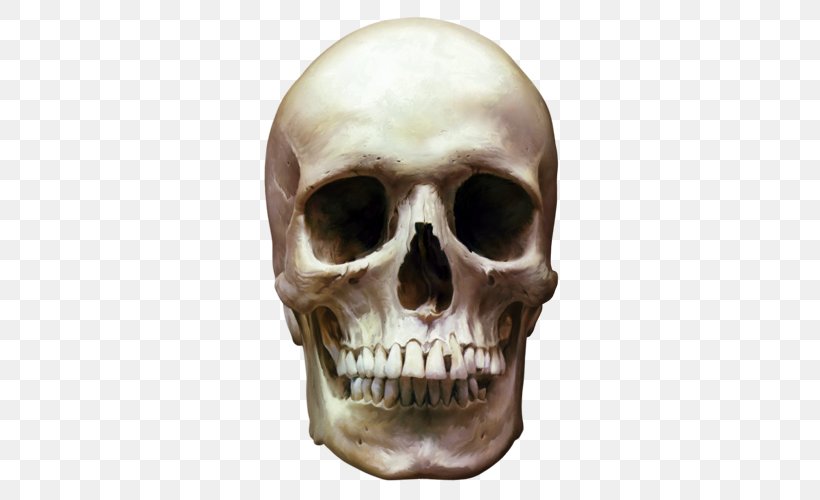 Skull Skeleton Bone Clip Art, PNG, 500x500px, Skull, Bone, Digital Image, Head, Human Skull Download Free