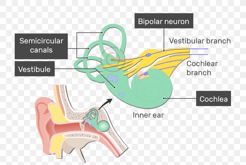 Vestibule Of The Ear Cochlea Bipolar Neuron Vestibular System, PNG, 721x550px, Watercolor, Cartoon, Flower, Frame, Heart Download Free