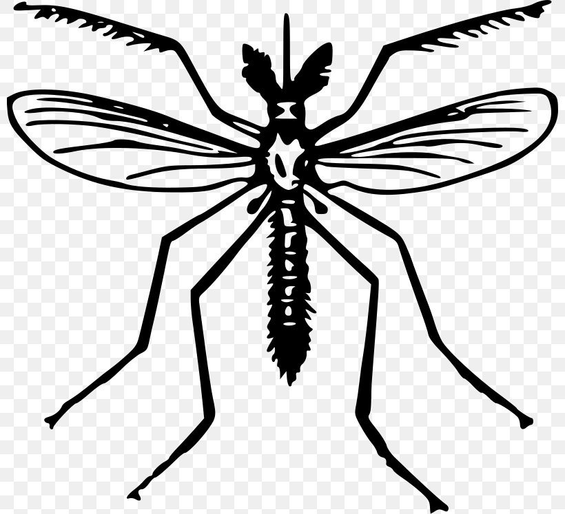 Yellow Fever Mosquito Zika Virus Health Clip Art, PNG, 800x747px, Mosquito, Aedes Albopictus, Arthropod, Artwork, Black And White Download Free