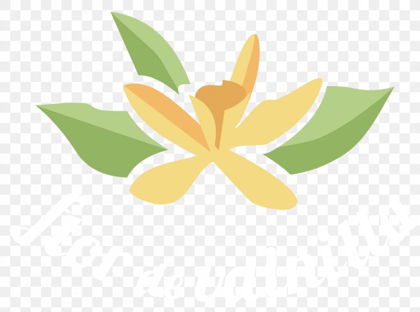 Flower Leaf Petal Desktop Wallpaper, PNG, 1000x743px, Flower, Computer, Flora, Flowering Plant, Leaf Download Free