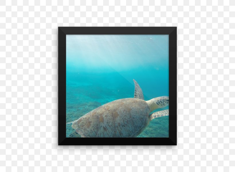 Marine Biology Marine Mammal Fauna Fish, PNG, 600x600px, Marine Biology, Animal, Biology, Fauna, Fin Download Free