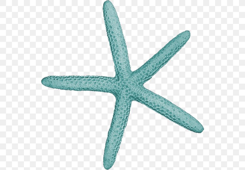 Starfish Yandex Album, PNG, 546x569px, Starfish, Album, Aqua, Art, Echinoderm Download Free