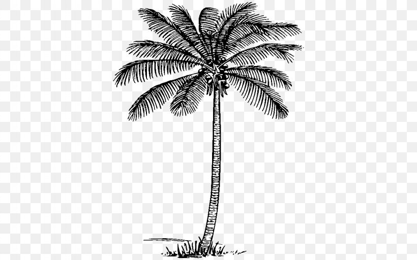 Arecaceae Tree Coconut Plant Clip Art, PNG, 1280x800px, Arecaceae, Arecales, Black And White, Borassus Flabellifer, Branch Download Free