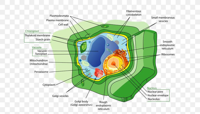 Cell Organelle Structure Plant Biology, PNG, 640x468px, Watercolor, Cartoon, Flower, Frame, Heart Download Free