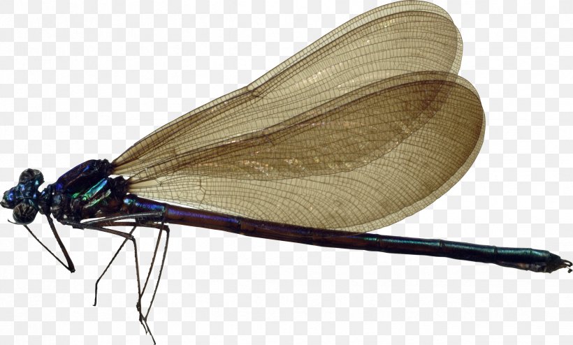 Dragonfly Insect Clip Art, PNG, 2449x1476px, Dragonfly, Enallagma Cyathigerum, Image Resolution, Insect, Invertebrate Download Free