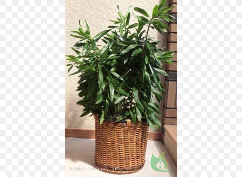 Houseplant Flowerpot Dracaena Reflexa Herb, PNG, 600x600px, Houseplant, Dracaena Reflexa, Evergreen, Flowerpot, Herb Download Free