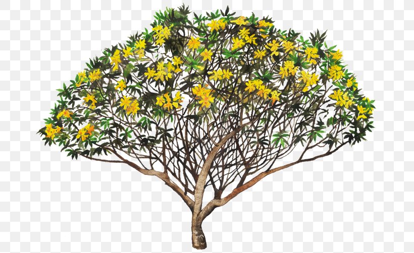 Plumeria Rubra Flor De Mayo Tree Flower Branch, PNG, 750x502px, Plumeria Rubra, Apocynaceae, Bark, Branch, Charles Plumier Download Free