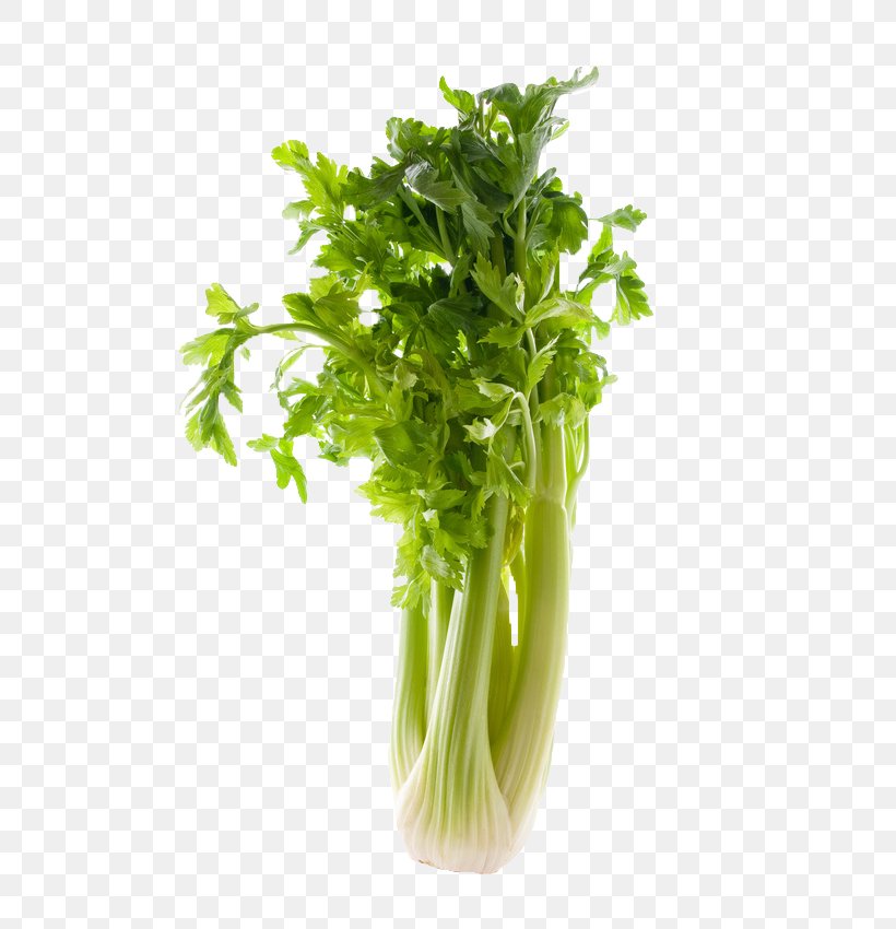Celery Celeriac Corn Salad Vegetable Food, PNG, 565x850px, Celery, Apium, Calabash, Celeriac, Celtuce Download Free
