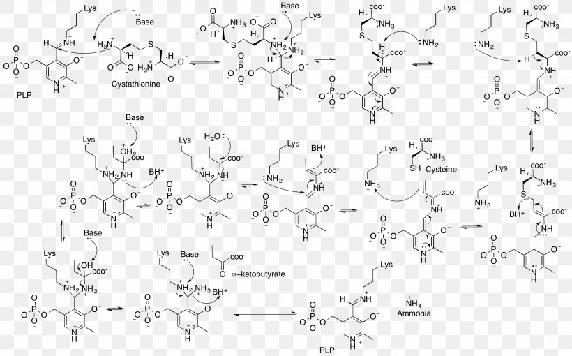 Cystathionine Gamma-lyase Cystathionine Beta Synthase Enzyme, PNG, 2958x1841px, Cystathionine Gammalyase, Aldimine, Ammonia, Area, Black And White Download Free