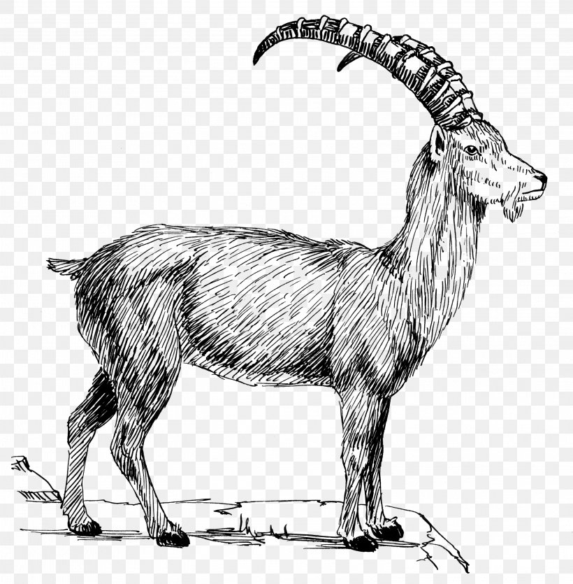 Goat Alpine Ibex Clip Art, PNG, 3001x3059px, Goat, Alpine Ibex, Antelope, Black And White, Camel Like Mammal Download Free