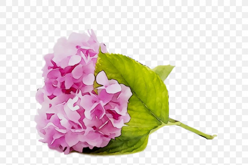 Hydrangea Cut Flowers Floral Design Artificial Flower, PNG, 960x639px, Hydrangea, Anthurium, Artificial Flower, Bouquet, Chinese Peony Download Free