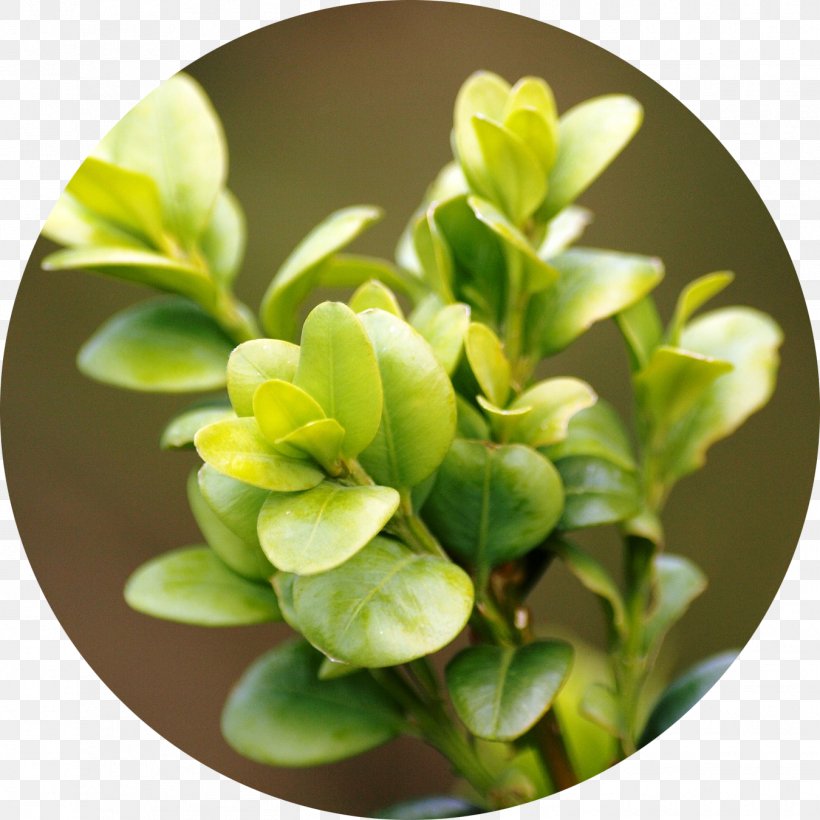 Plant Pruning Shrub Chinese Box Buxus Sempervirens, PNG, 1350x1350px, Plant, Agriculture, Box, Buxus Sempervirens, Chinese Box Download Free