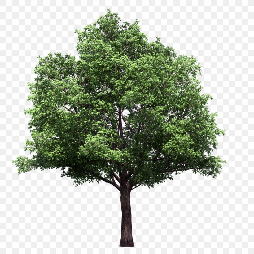Tree Lindens Plant, PNG, 1024x1024px, Tree, American Sweetgum, Branch, Evergreen, Gratis Download Free