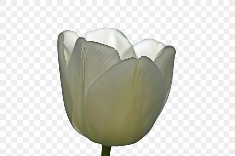 White Lily Flower, PNG, 2448x1632px, Tulip, Blossom, Bud, Flora, Flower Download Free