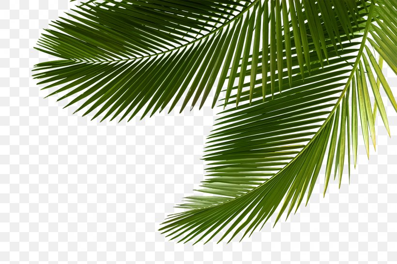 Arecaceae Asian Palmyra Palm Leaf Tree Sabal Palm, PNG, 1500x1000px ...