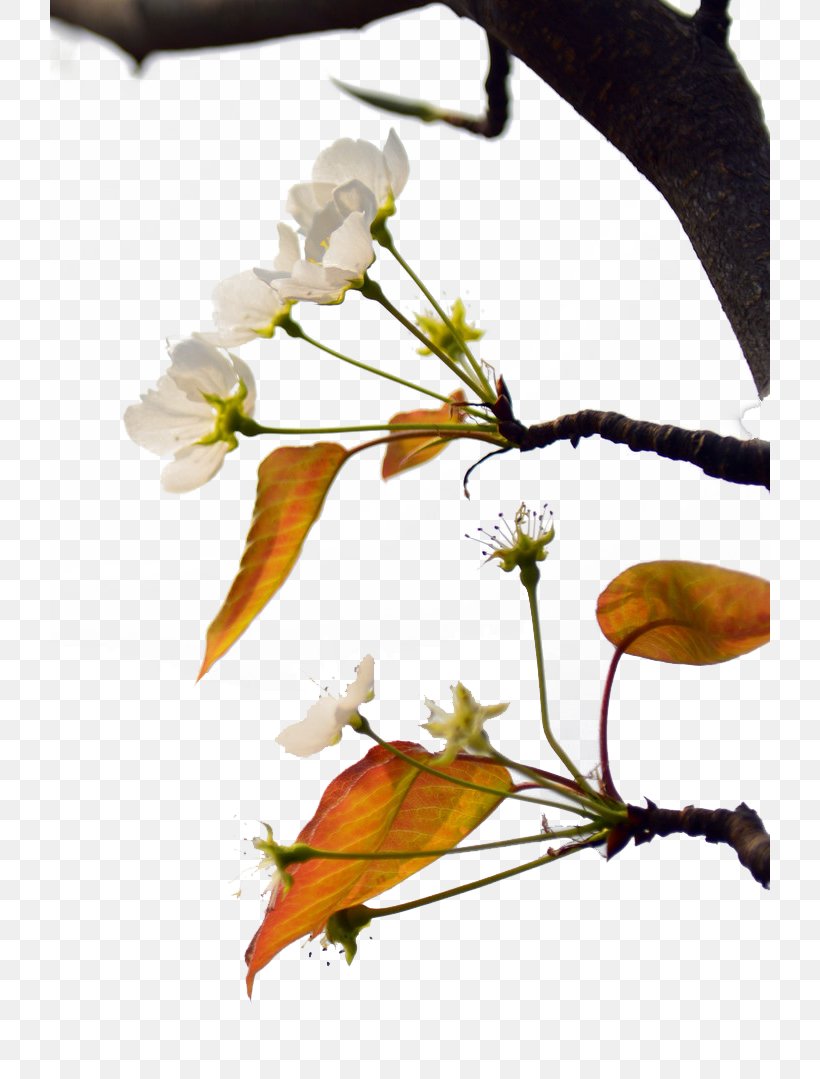 Asian Pear Leaf, PNG, 720x1079px, Asian Pear, Branch, Designer, Flora, Floral Design Download Free