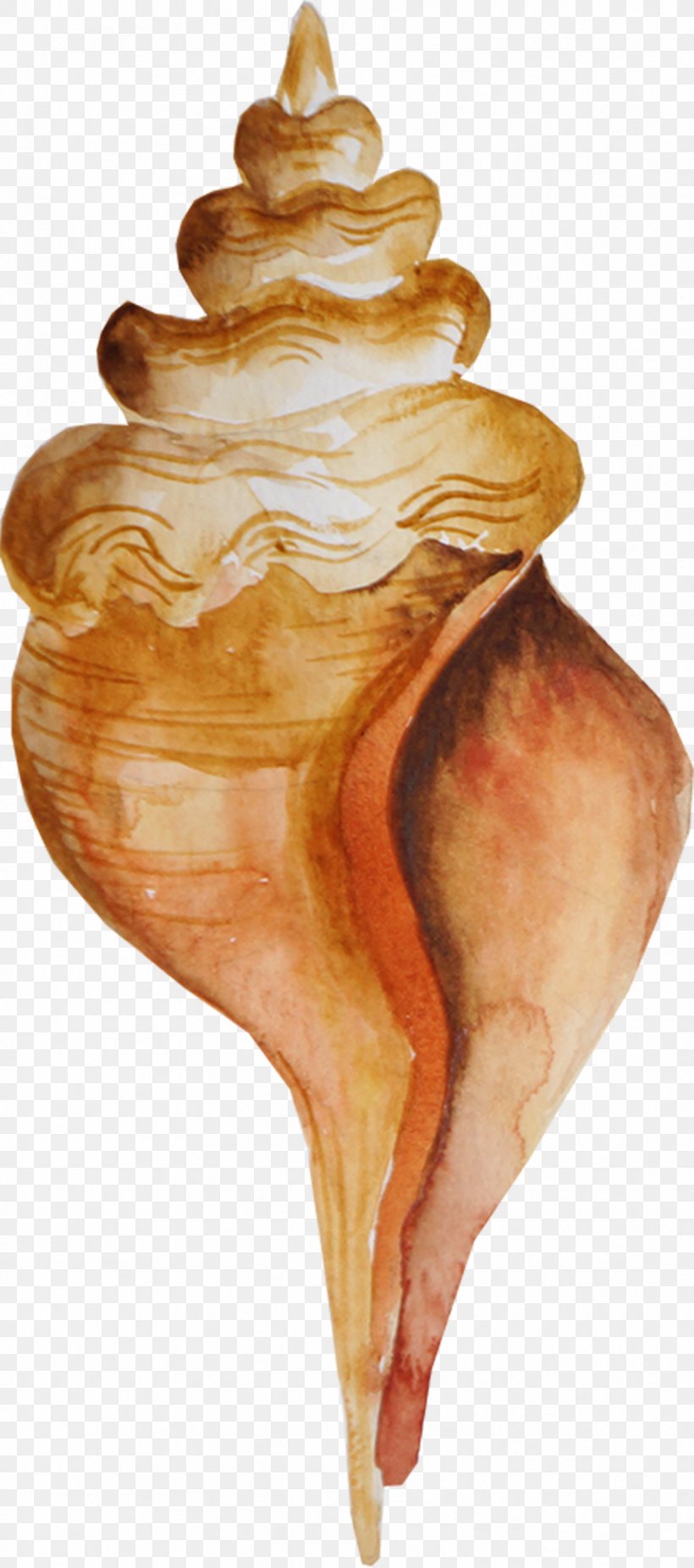 Brown Conch, PNG, 856x1935px, Watercolor Painting, Artworks, Blog, Conch, Conchology Download Free