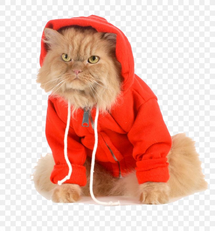 Cat Hoodie Dog Stock Photography Coat, PNG, 869x931px, Cat, Carnivoran, Cat Coat Genetics, Cat Like Mammal, Clothing Download Free