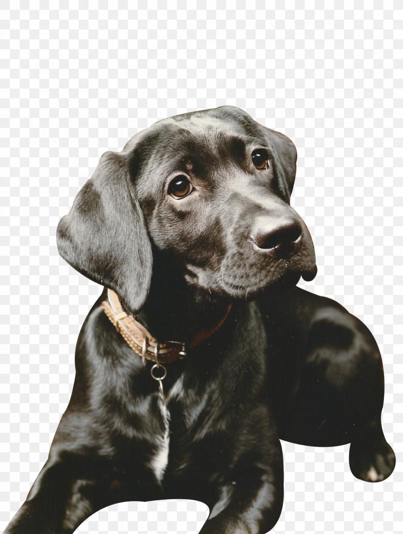 Labrador Retriever Lick N Slick Mobile Dog Grooming Puppy Dog Breed Sporting Group, PNG, 1202x1593px, Labrador Retriever, Breed, Carnivoran, Collar, Companion Dog Download Free