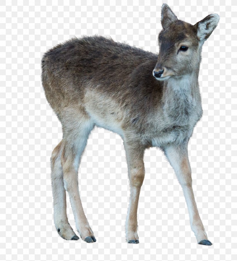 Musk Deer White-tailed Deer Reindeer Wildlife, PNG, 2396x2641px, Deer, Animal, Antelope, Antler, Elk Download Free