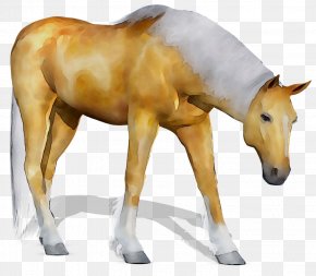 Mustang Mare Foal Stallion Halter PNG