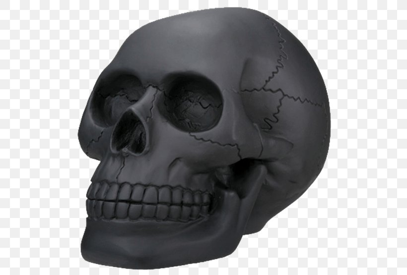 Skull Skeleton Head Collectable Bone, PNG, 555x555px, Skull, Art, Bone, Collectable, Figurine Download Free