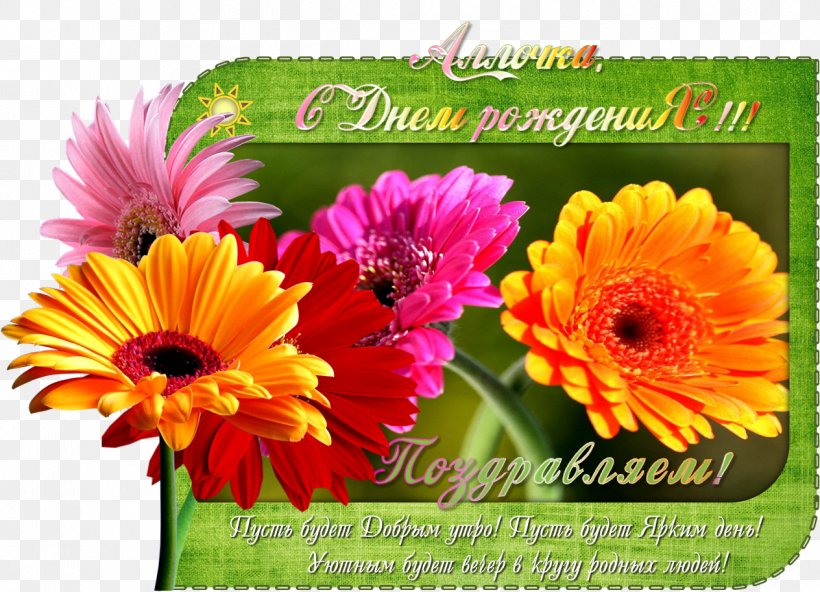 Transvaal Daisy Het Groot Complimentenboek Floral Design Chrysanthemum Cut Flowers, PNG, 1264x913px, Transvaal Daisy, Annual Plant, Calendula, Chrysanthemum, Chrysanths Download Free
