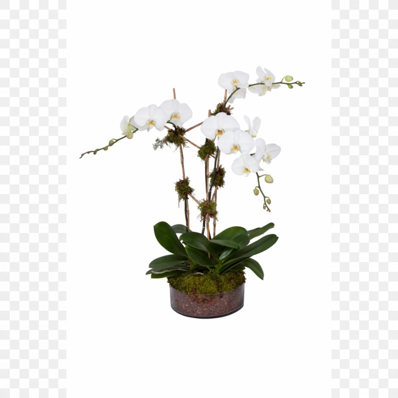 IKEA Orchids Houseplant Online Shopping, PNG, 1000x1000px, Ikea, Artificial Flower, Branch, Cut Flowers, Dendrobium Download Free