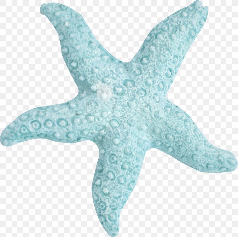 Starfish Sea Marine Biology Turquoise, PNG, 1411x1403px, Starfish, Aqua, Beach, Blue, Coast Download Free