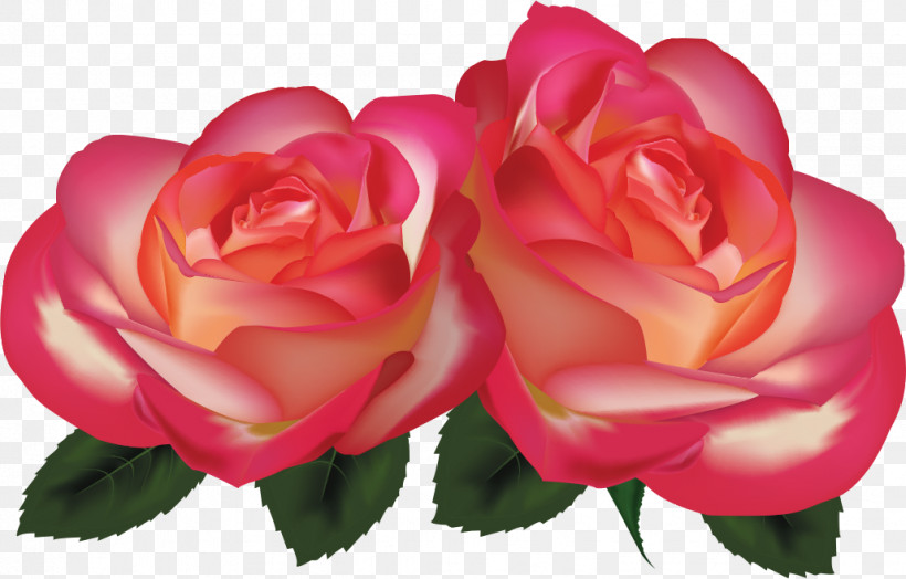 Two Flowers Two Roses Valentines Day, PNG, 1029x658px, Two Flowers, Annual Plant, Begonia, Camellia, China Rose Download Free
