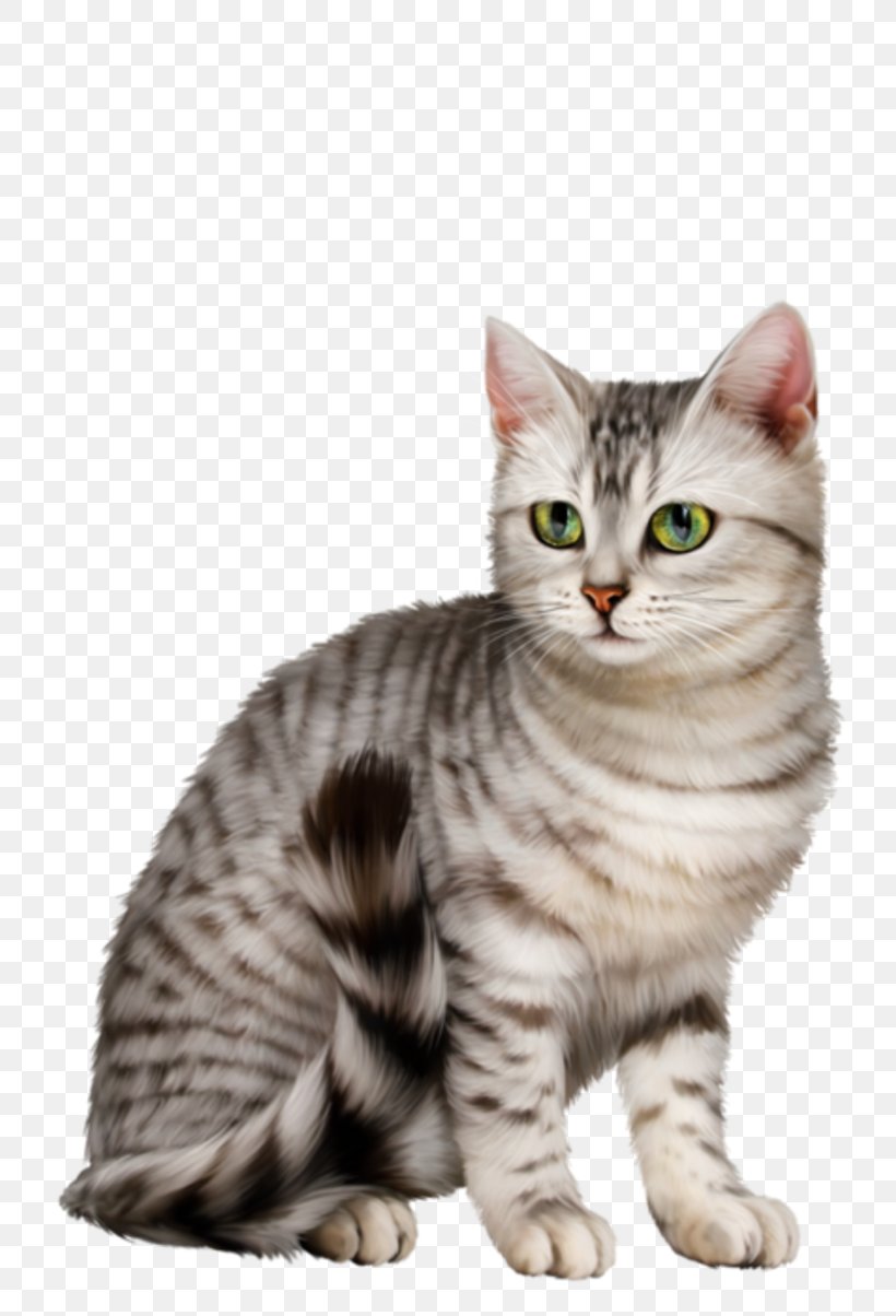 Dragon Li American Shorthair American Wirehair Australian Mist European Shorthair, PNG, 800x1204px, Dragon Li, American Shorthair, American Wirehair, Asian, Australian Mist Download Free