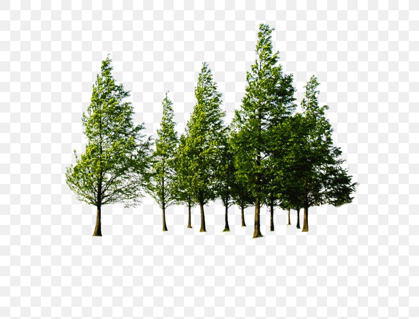 Family Tree Background, PNG, 800x624px, Forest, Afforestation, American Larch, Balsam Fir, Computer Software Download Free