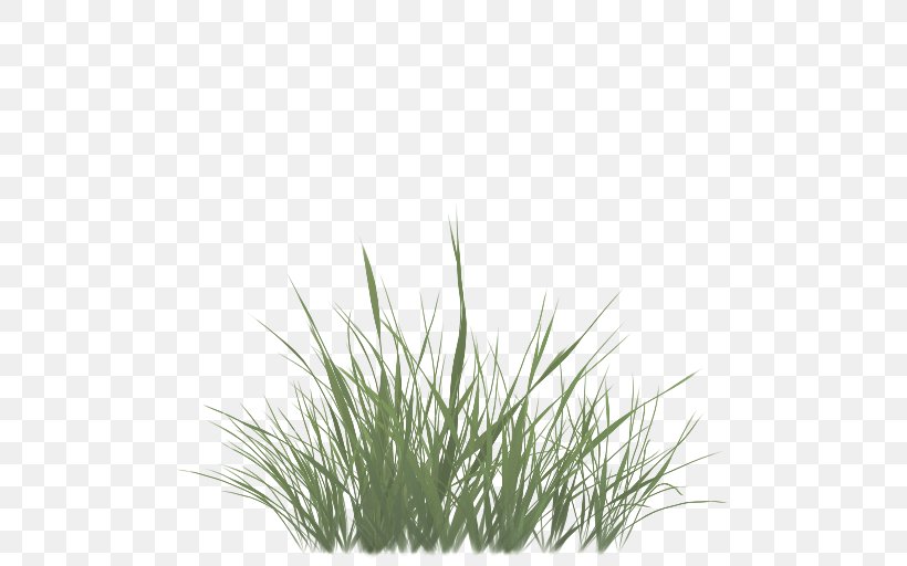 Sweet Grass Vetiver Commodity Wheatgrass Chrysopogon, PNG, 512x512px, Sweet Grass, Chrysopogon, Chrysopogon Zizanioides, Commodity, Grass Download Free
