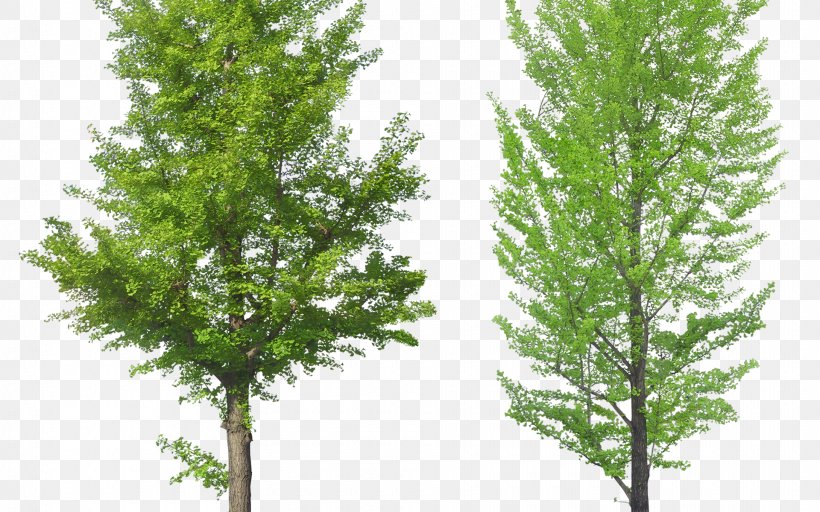 Tree Pine, PNG, 1920x1200px, Tree, Biome, Branch, Conifer, Cottonwood Download Free