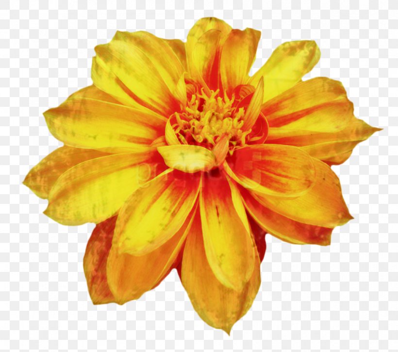 Clip Art Chrysanthemum Drawing Image Flower, PNG, 849x751px, Chrysanthemum, Annual Plant, Botany, Calendula, Chrysanths Download Free