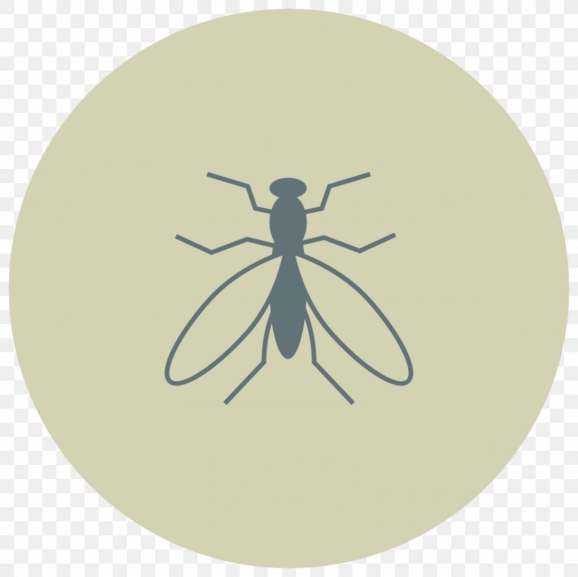 Fly Insect Vector Graphics Circle, PNG, 1600x1600px, Fly, Animal, Dragonflies And Damseflies, Insect, Invertebrate Download Free