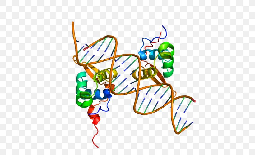FOXM1 FOXP2 FOX Proteins Protein Structure, PNG, 600x500px, Watercolor, Cartoon, Flower, Frame, Heart Download Free