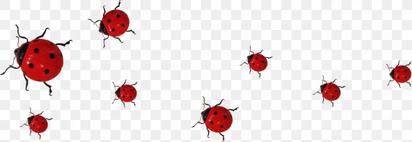 Insect Ladybird Coccinella Septempunctata, PNG, 1997x693px, Insect, Coccinella Septempunctata, Ladybird, Petal, Red Download Free