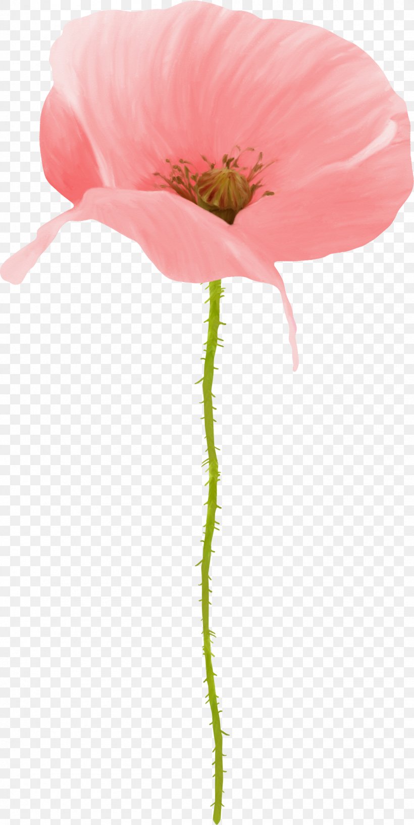 Papaver Orientale Flower Poppy Petal Drawing, PNG, 1309x2606px, Papaver Orientale, Color, Coquelicot, Drawing, Flower Download Free