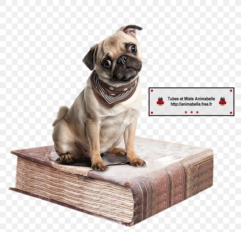 Pug Puppy Book Image, PNG, 800x789px, Pug, Animal, Artist, Book, Carnivoran Download Free