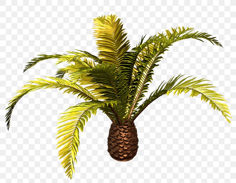 Attalea Speciosa Arecaceae Tree Clip Art, PNG, 800x635px, Attalea Speciosa, Arecaceae, Arecales, Attalea, Coconut Download Free