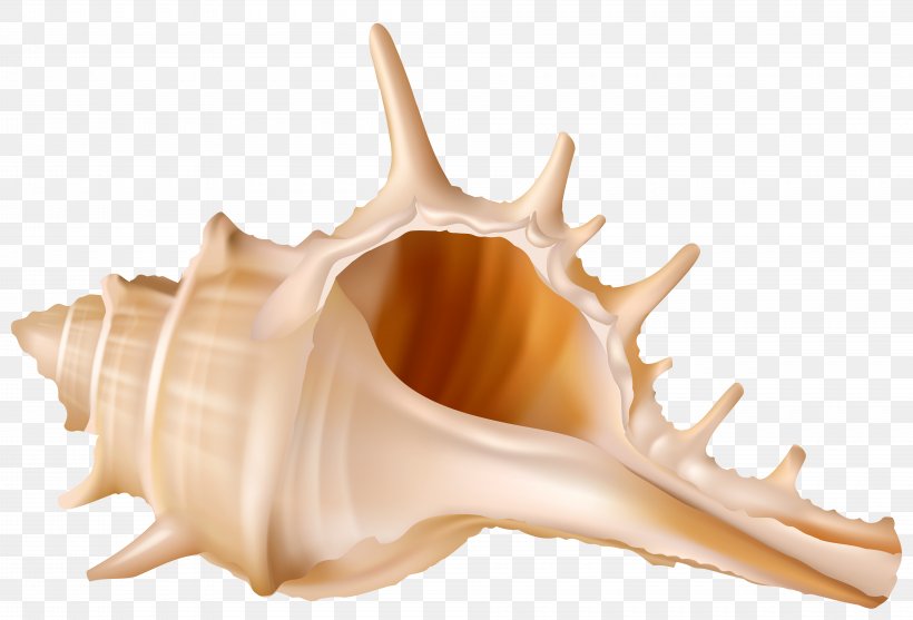 Clip Art, PNG, 8000x5437px, Seashell, Conch, Image Resolution, Jaw, Organism Download Free