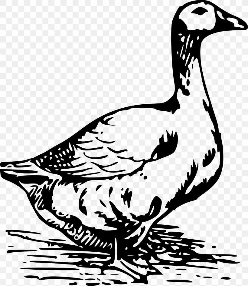Duck Chicken Goose Egg Clip Art, PNG, 1896x2182px, Duck, Art, Beak, Bird, Blackandwhite Download Free