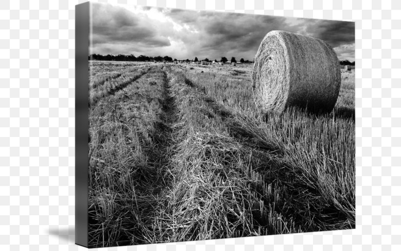 Hay Gallery Wrap Straw Canvas Photography, PNG, 650x513px, Hay, Art, Black And White, Canvas, Field Download Free
