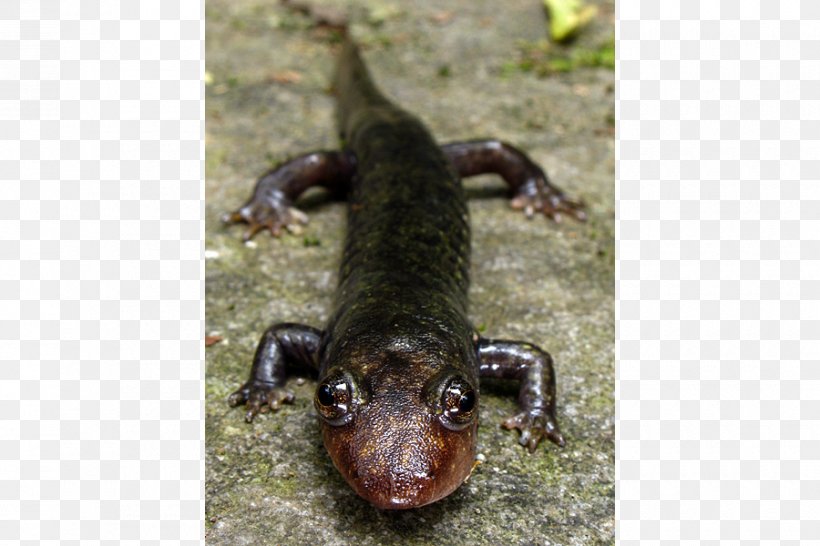 Chinese Giant Salamander Blackbelly Salamander Dwarf Black-bellied Salamander, PNG, 900x600px, Salamander, Amphibian, Animal, Batrachochytrium Dendrobatidis, Chinese Fire Belly Newt Download Free