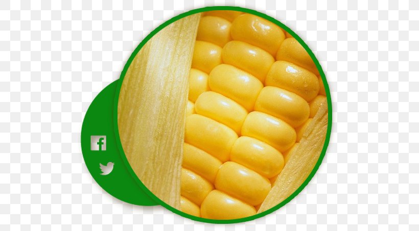 Corn On The Cob Maize Sweet Corn Cereal Corn Kernel, PNG, 516x453px, Corn On The Cob, Aztec, Aztec Empire, Cereal, Commodity Download Free